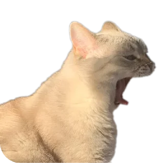 Sticker Сансито Паразито - 8