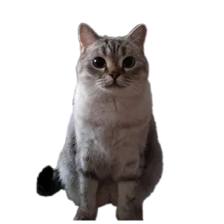 Sticker Сансито Паразито - 6