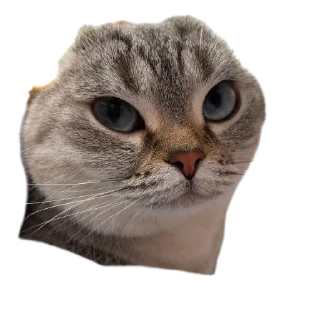 Sticker Сансито Паразито - 5