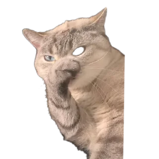 Sticker Сансито Паразито - 2