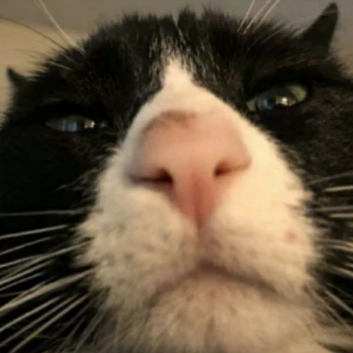 млекопитающее животное усы