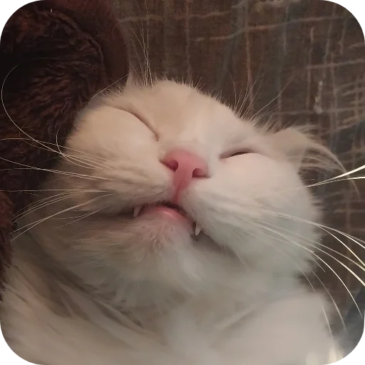 Sticker Sara_i_Loki - 1