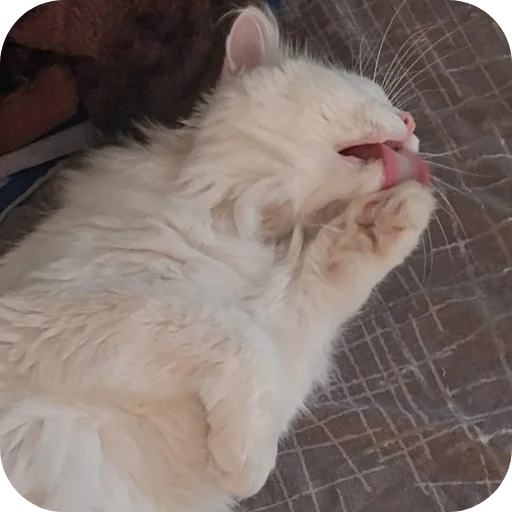 Sticker Sara_i_Loki - 1