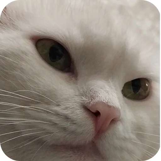 Sticker Sara_i_Loki - 1