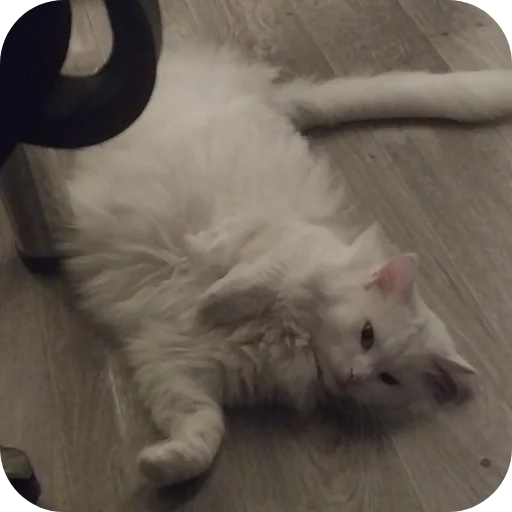 Sticker Sara_i_Loki - 1