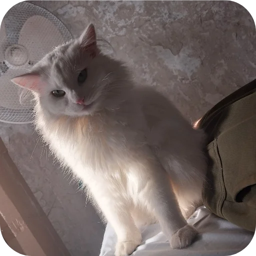 Sticker Sara_i_Loki - 1