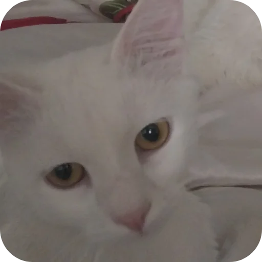 Стикер Sara_i_Loki - 1