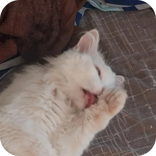 Sticker Sara_i_Loki - 1