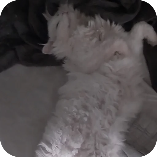 Стикер Sara_i_Loki - 1