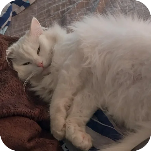 Sticker Sara_i_Loki - 1