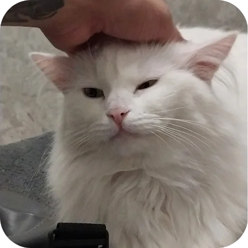 Sticker Sara_i_Loki - 1