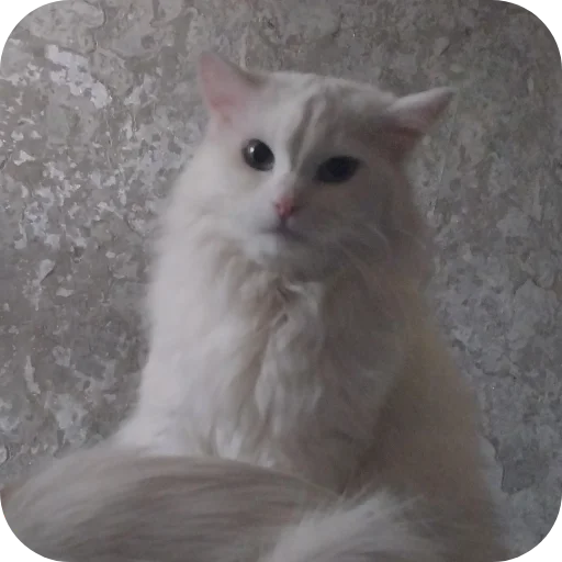 Сара и Локи - 