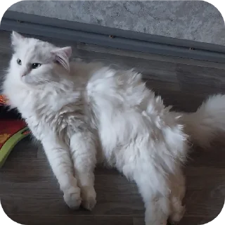 Sticker Сара и Локи - 4