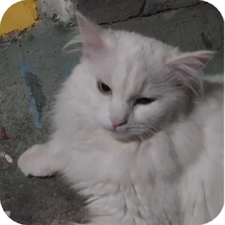 Sticker Сара и Локи - 8