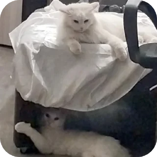 Sticker Сара и Локи - 1