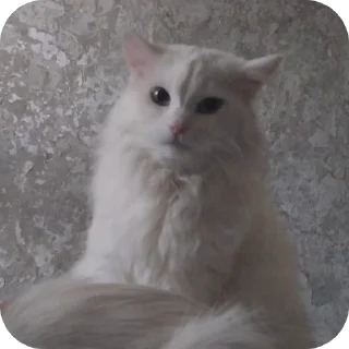 Sticker Сара и Локи - 2