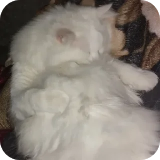 Sticker Сара и Локи - 10