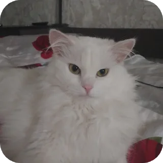 Sticker Сара и Локи - 6