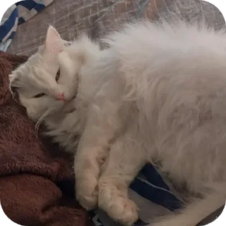 Sticker Сара и Локи - 9