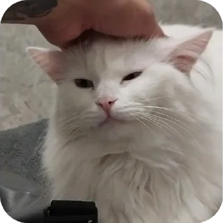 Sticker Сара и Локи - 7