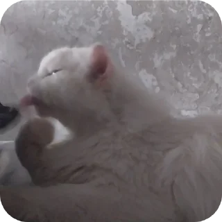 Sticker Сара и Локи - 5