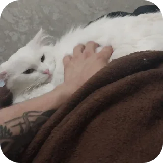 Sticker Сара и Локи - 3