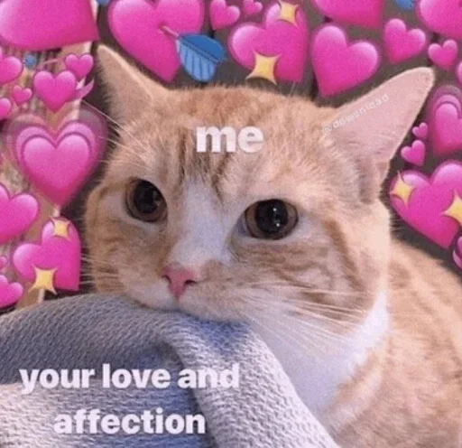 животное кошка кошки малого и среднего размера