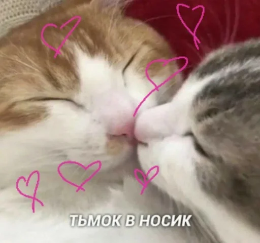 млекопитающее животное домашняя кошка