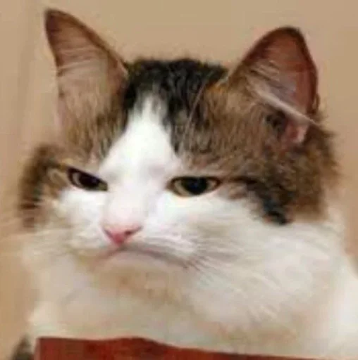 млекопитающее кошка животное