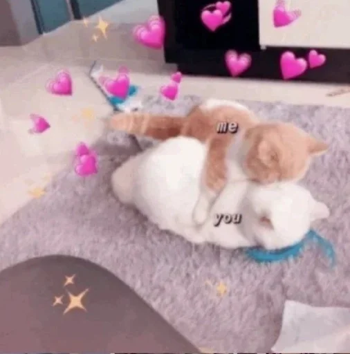 комнатный кошка животное