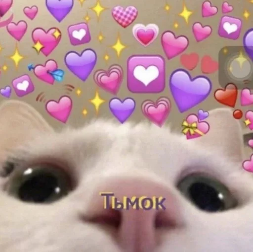 кошки малого и среднего размера кошачьи кошка