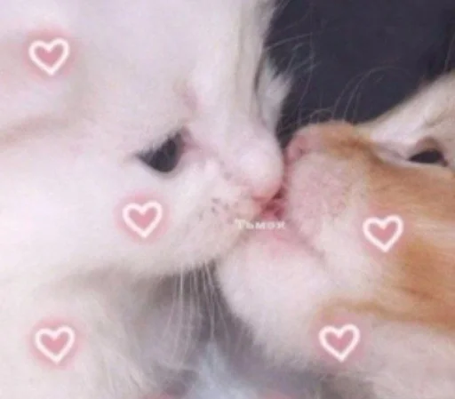 млекопитающее животное кошка