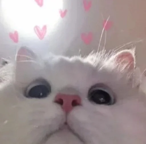 кошка домашняя кошка млекопитающее