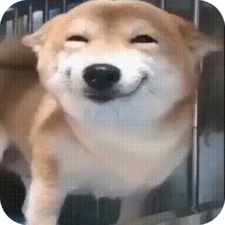 Стикер Сас - 4