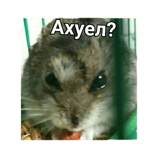 млекопитающее животное мышь