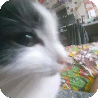 Стикер Сасиса - 0