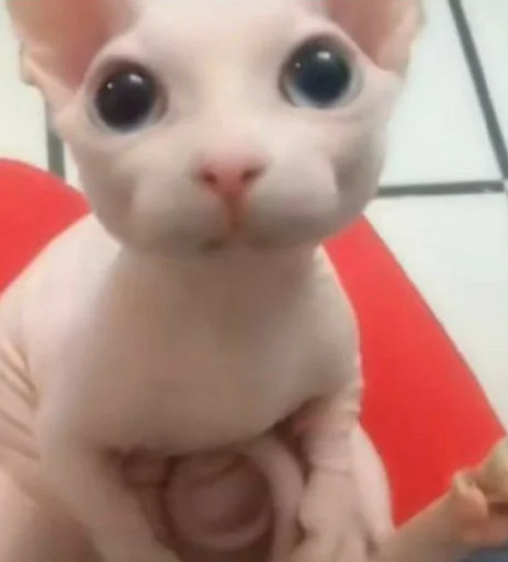 кошка игрушка Человек