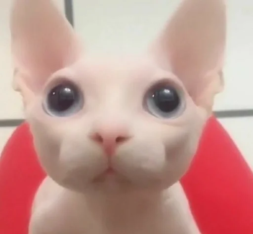 игрушка кошка млекопитающее