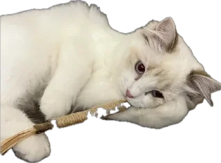 Стикер Sauvie - 6