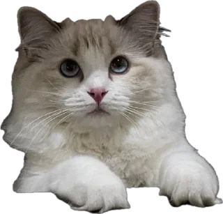 Стикер Sauvie - 3