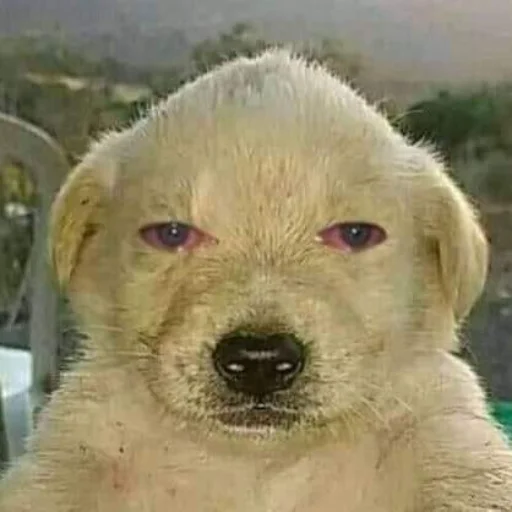 Стикер Scenki - 1