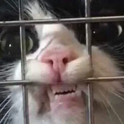 млекопитающее кошачьи кошки малого и среднего размера