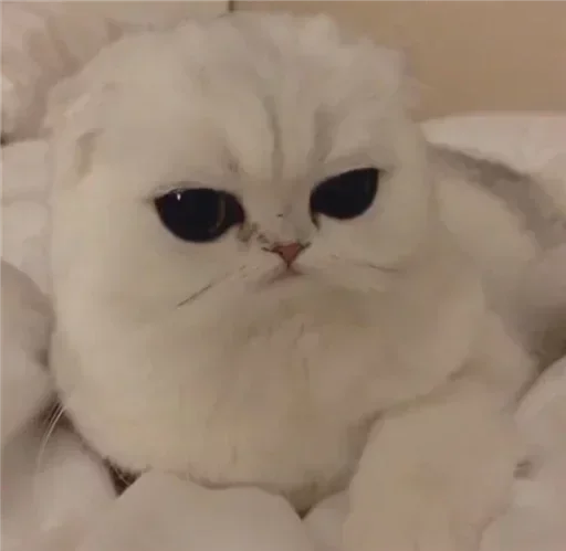 cat animal domestic cat