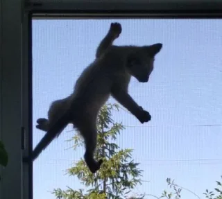 Sticker 🐸 @Shrifty_textbot - 2