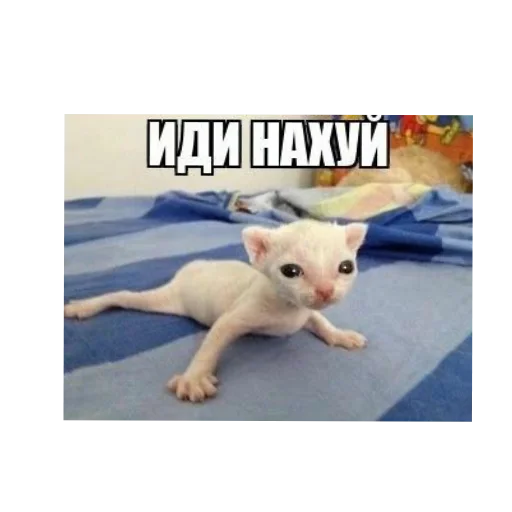 Sticker SdfKiIU3LK_by_Stikerhi_bot - 1