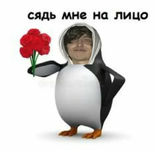 penguin aquatic bird cartoon