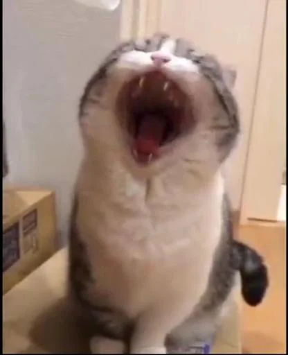 Я енотик полоскун @Tgthemstickbot - 