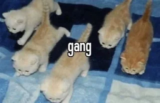 Sticker Я енотик полоскун @Tgthemstickbot - 11