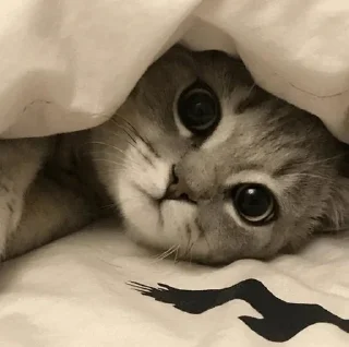 Стикер @Tohiy - 6