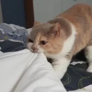 Стикер @Tohiy - 2